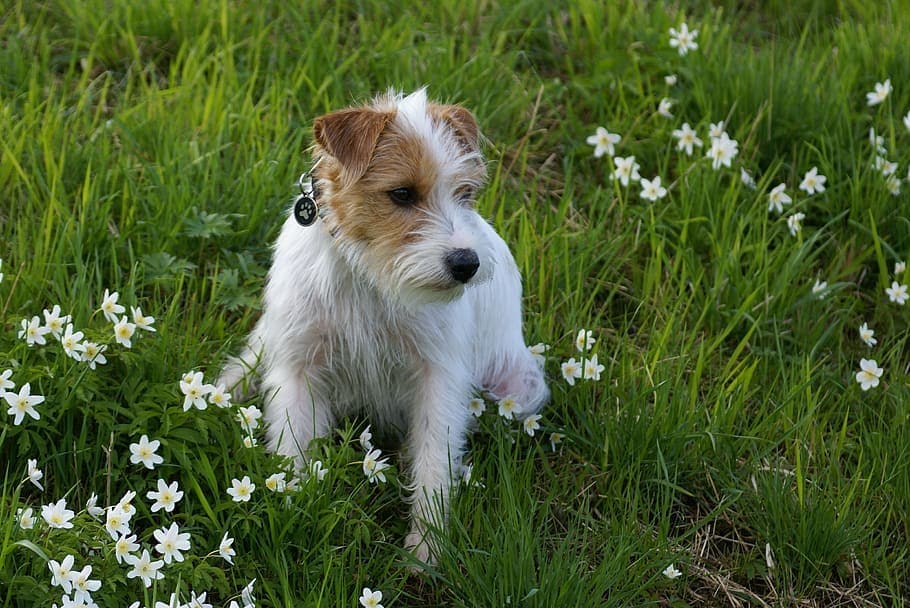 Russell Terrier sitting on grass