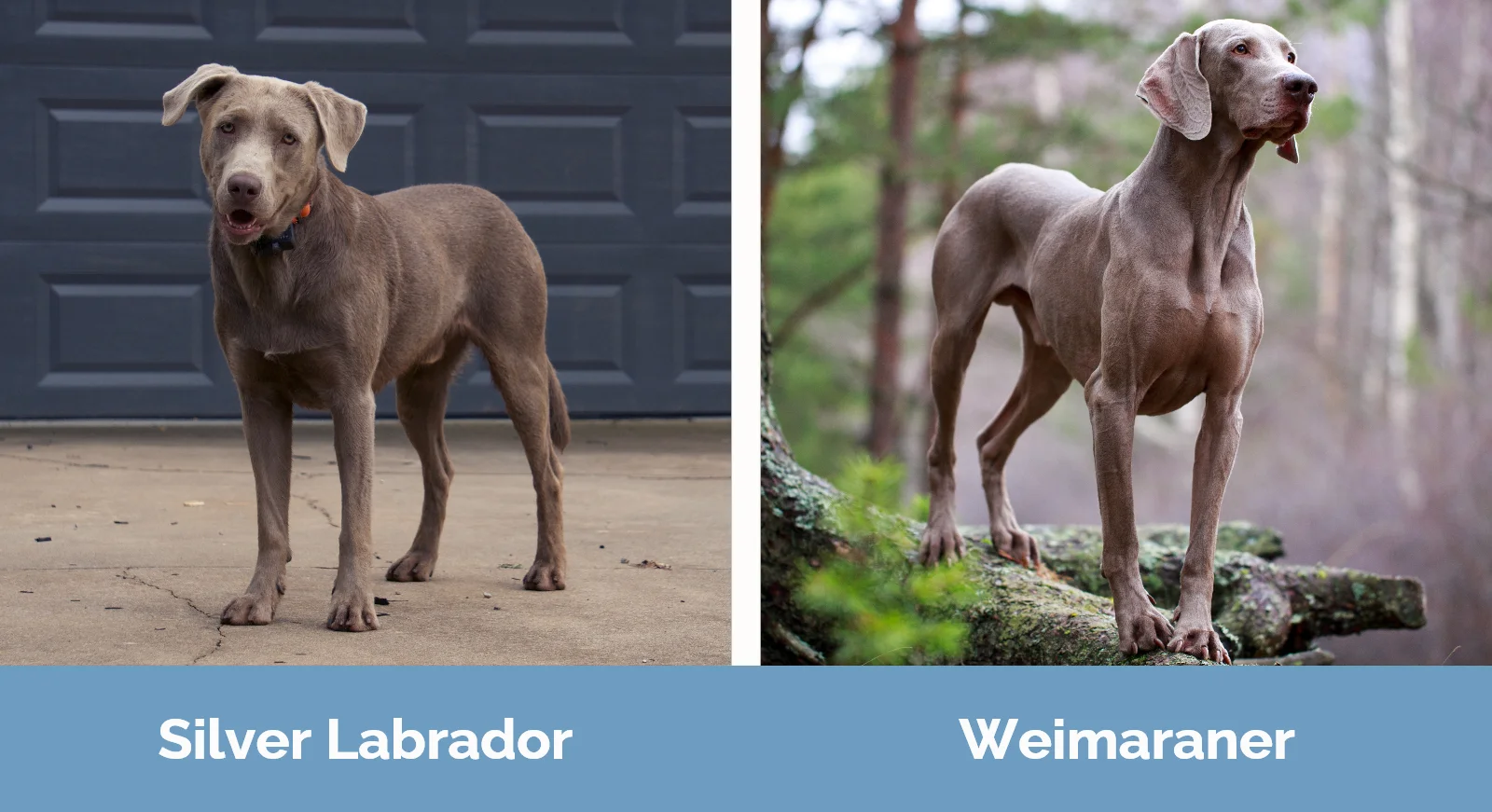 Silver Labrador vs Weimaraner - Visual Differences