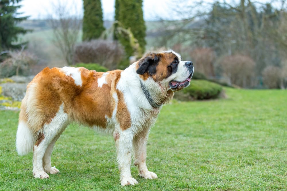 St.-Bernard-female-in-the-early-spring-garden