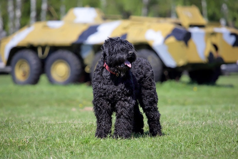 a Black Russian Terrier standing on grass