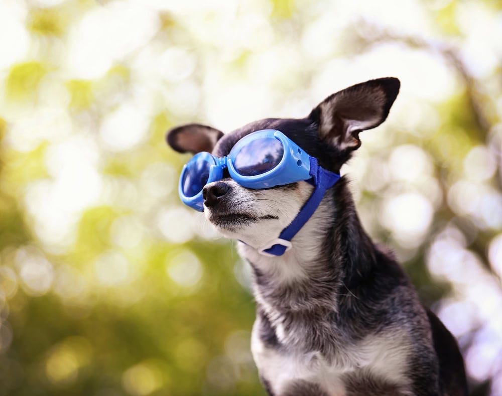 a cute chihuahua wearing goggles and sitting outside during summer time