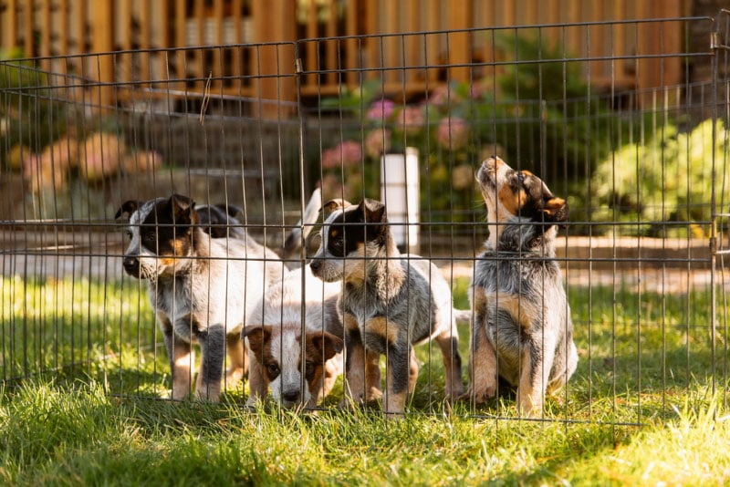 australian cattle puppies in a fence outdoor