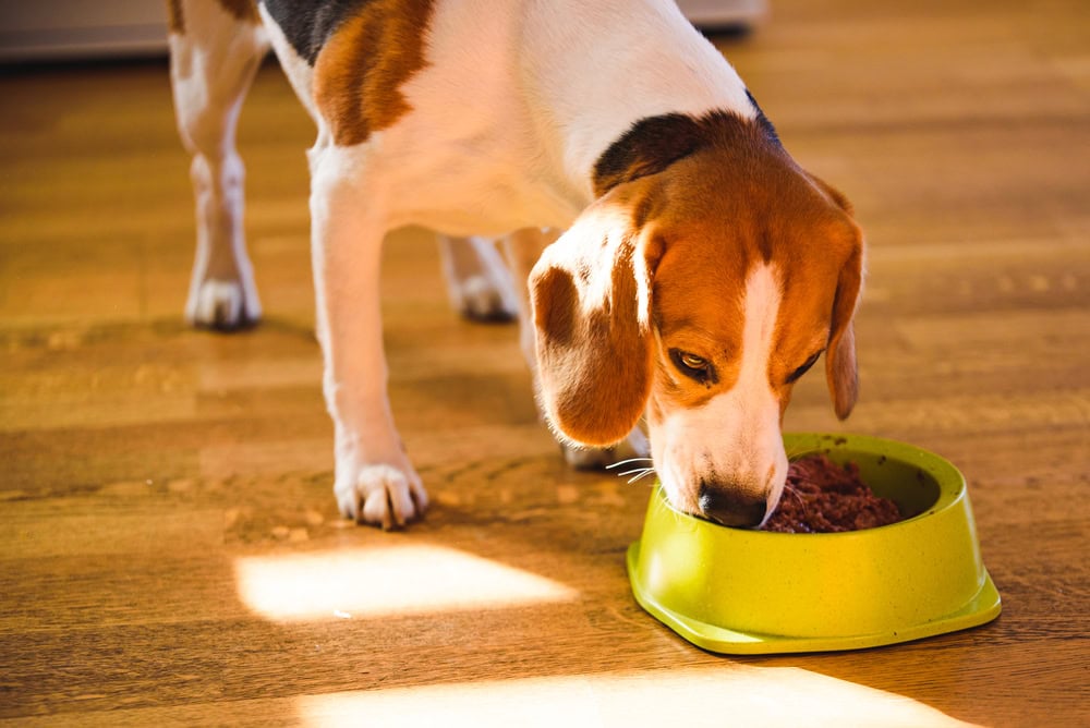 beagle eating canned dog food from bowl