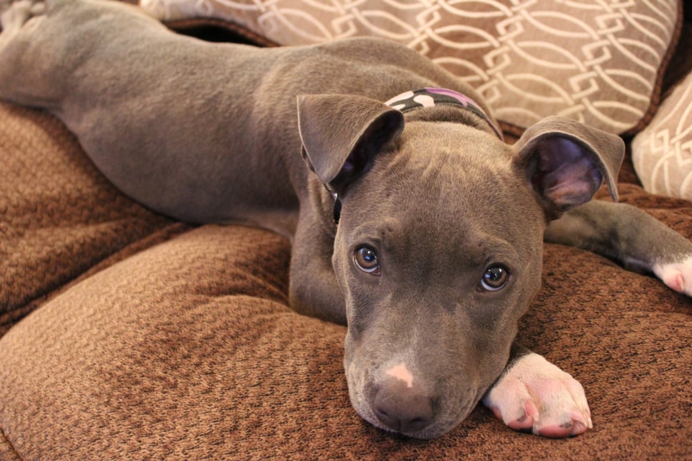 bluenose pit bull puppy 