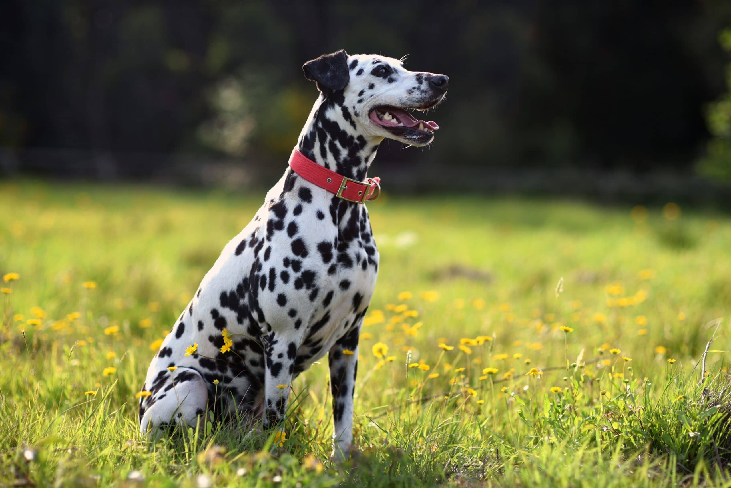 dalmatian dog