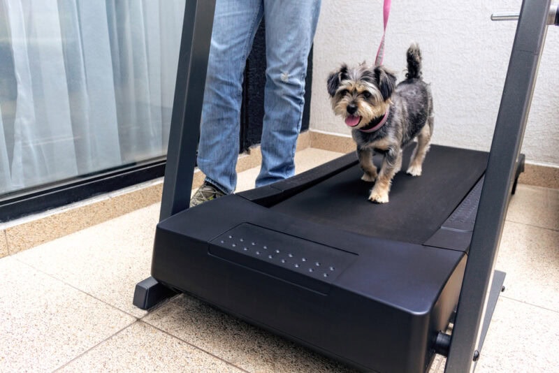 dog-walking-on-a-treadmill