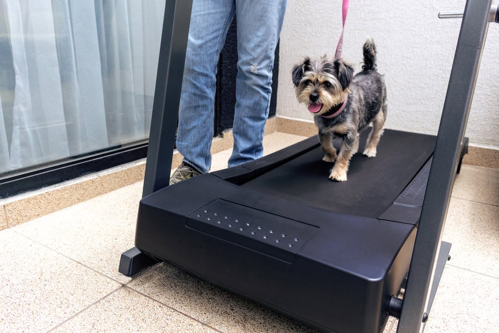 dog-walking-on-a-treadmill