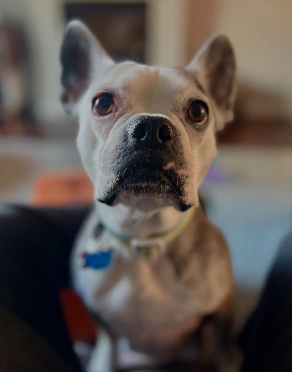 frenchton from up close