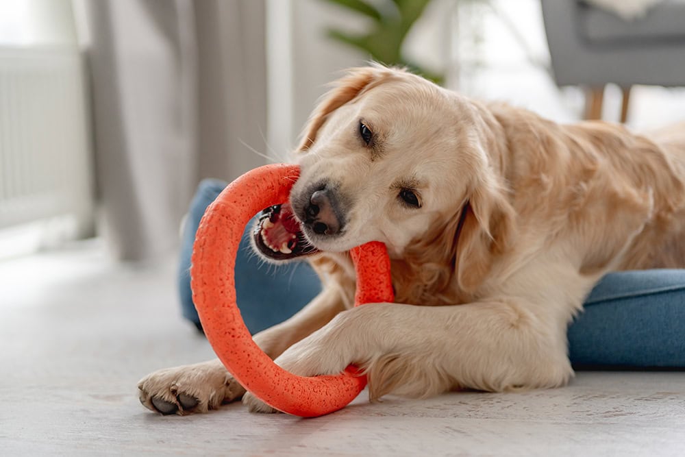 Golden retriever dog playing with ring toy