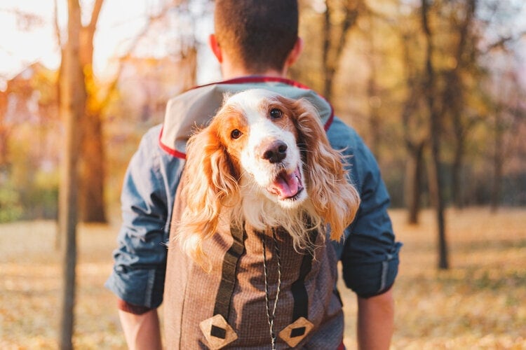 happy cocker spaniel in backpack