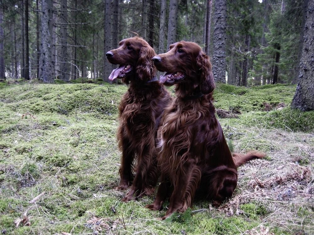irish setter dogs outdoor