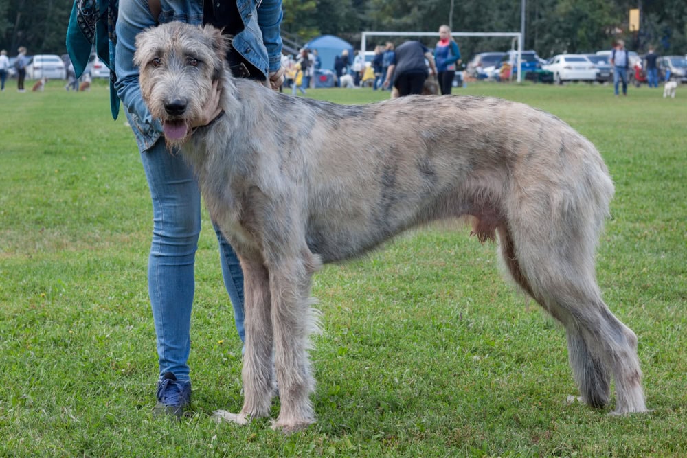 irish-wolfhound-is-standing-on-a-green-meadow
