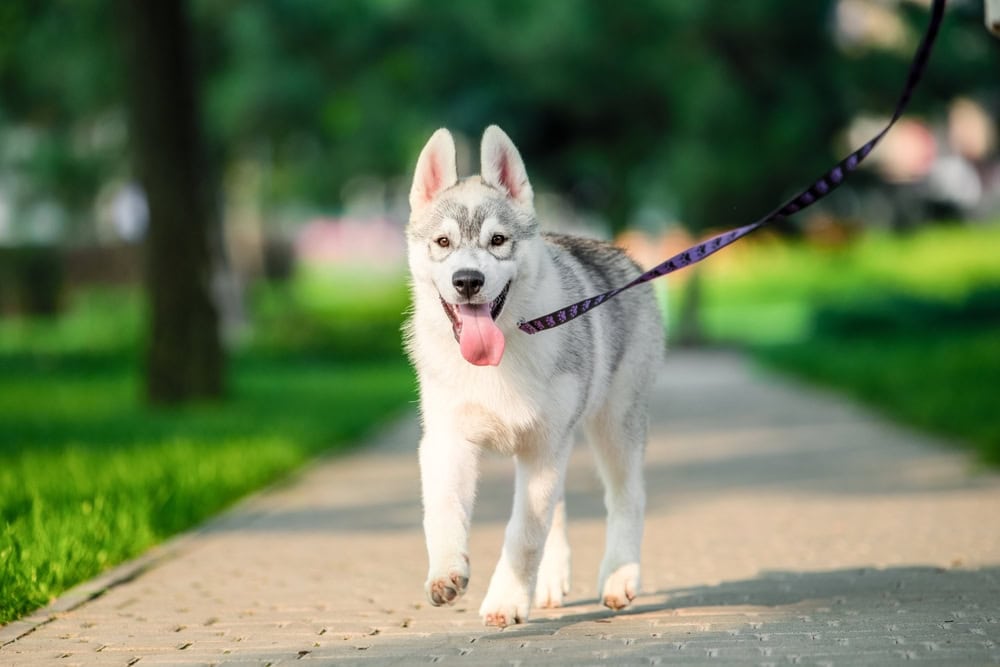 joyful Siberian husky puppy on colored leash walk in the park in summer
