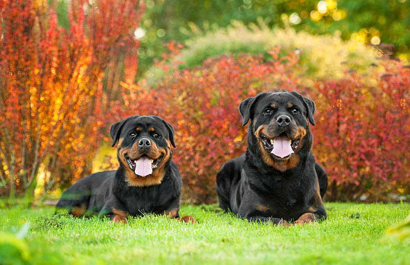 male and female rottweilers