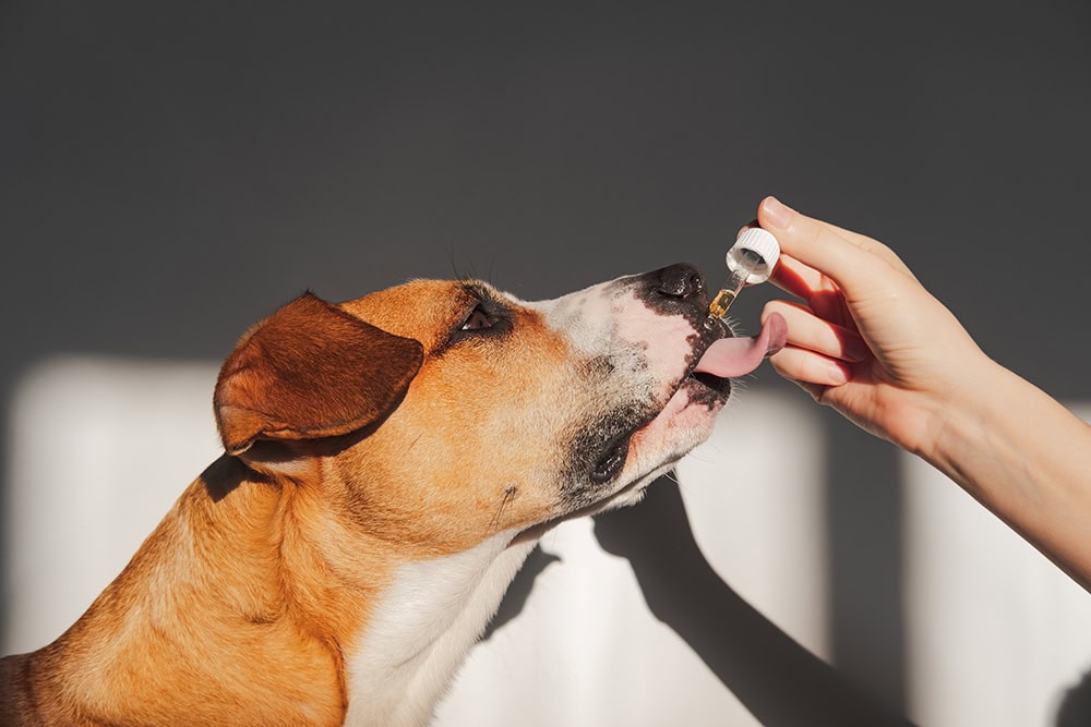 person giving salmon oil to the dog