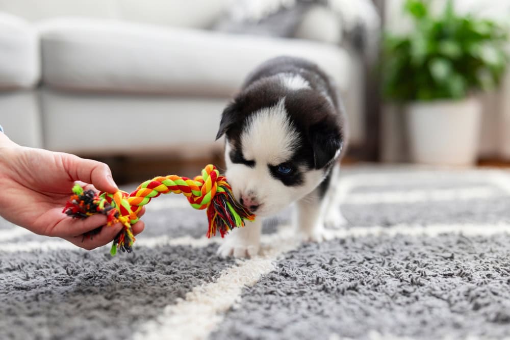 puppy playing with a toy