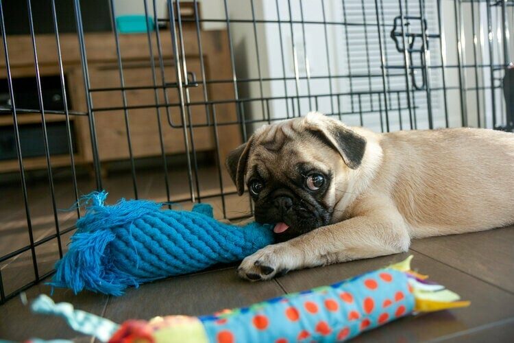 puppy pug in playpen chewing toy crate