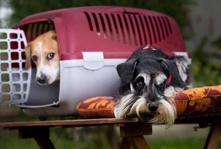two dogs in crate