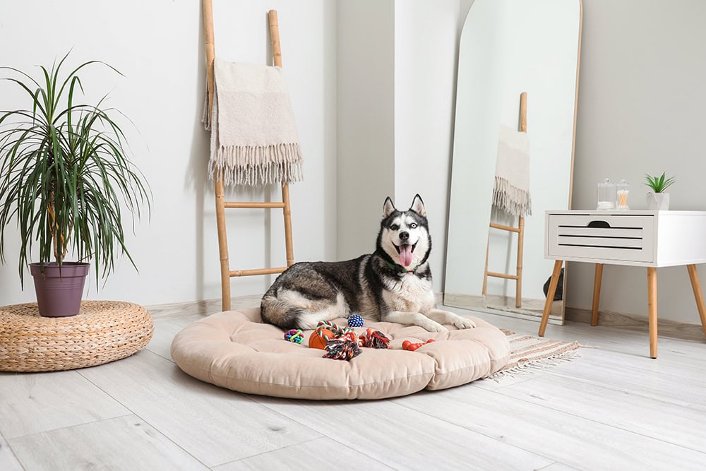 siberian husky dog lying in bed surrounded with toys