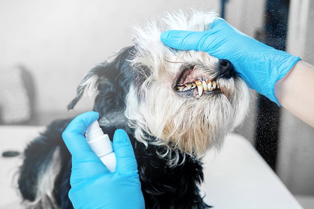 vet using dental spray on dog's teeth
