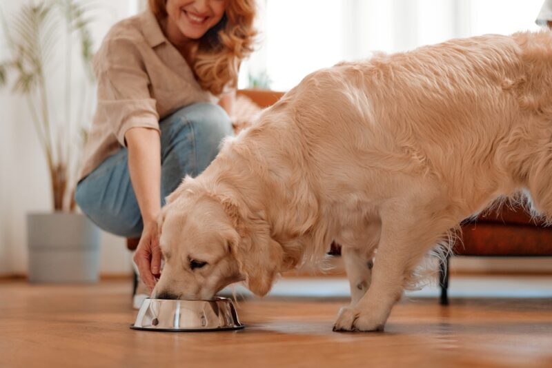 woman brought a bowl of food to her labrador retriever dog
