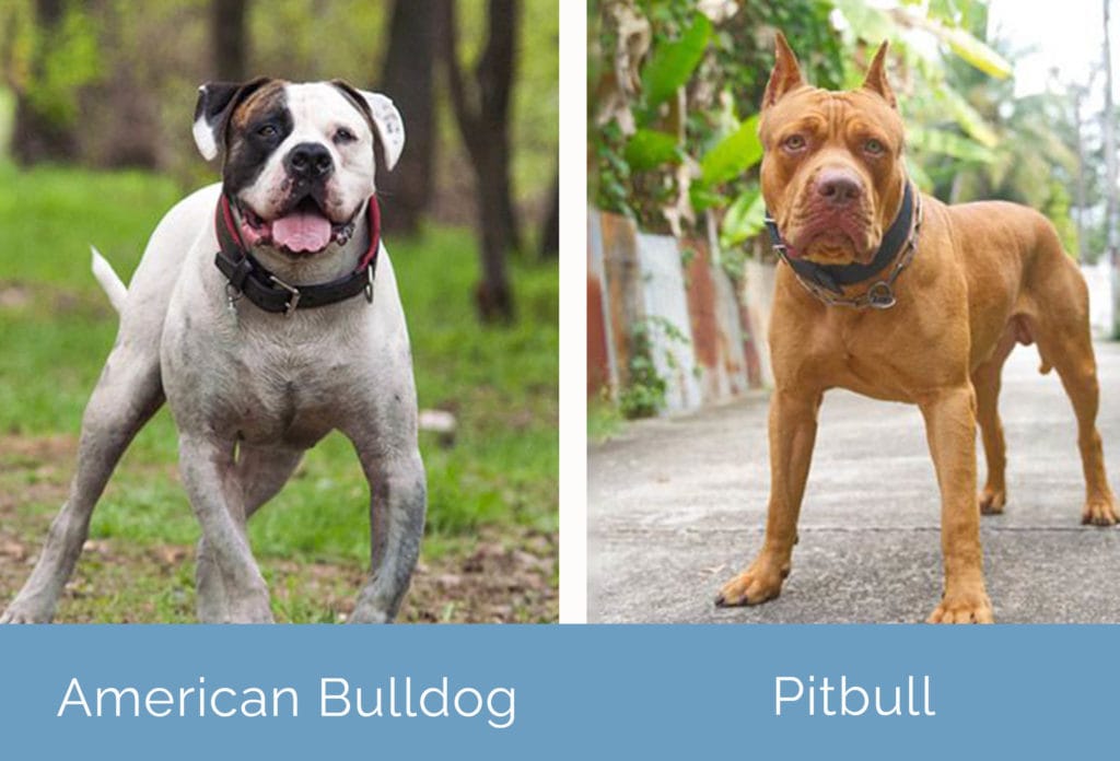 American Bulldog vs Pitbull side by side