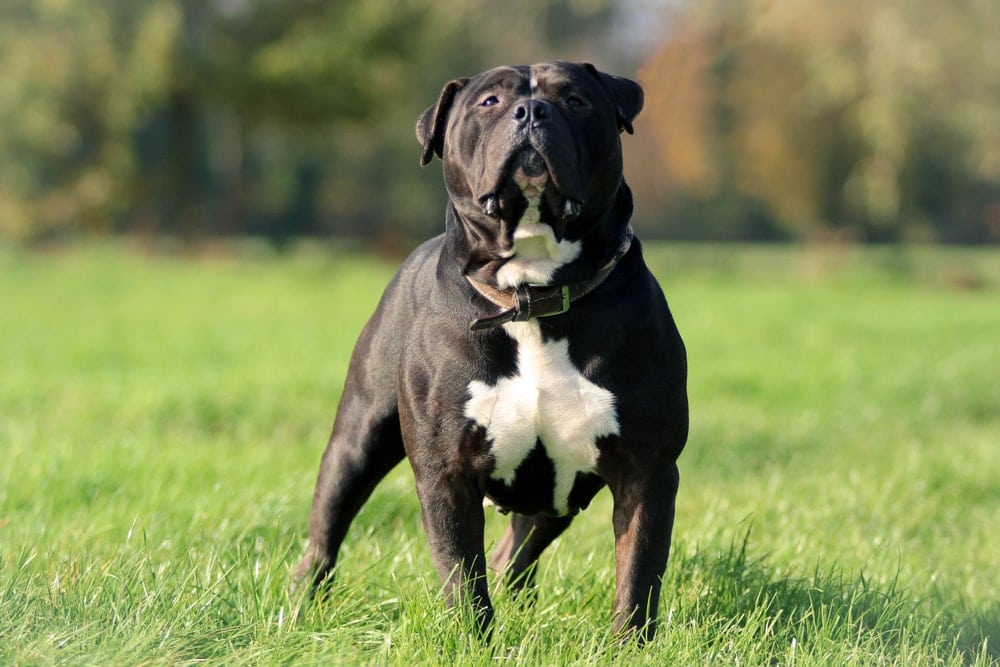 American bully enjoying the sun in a field