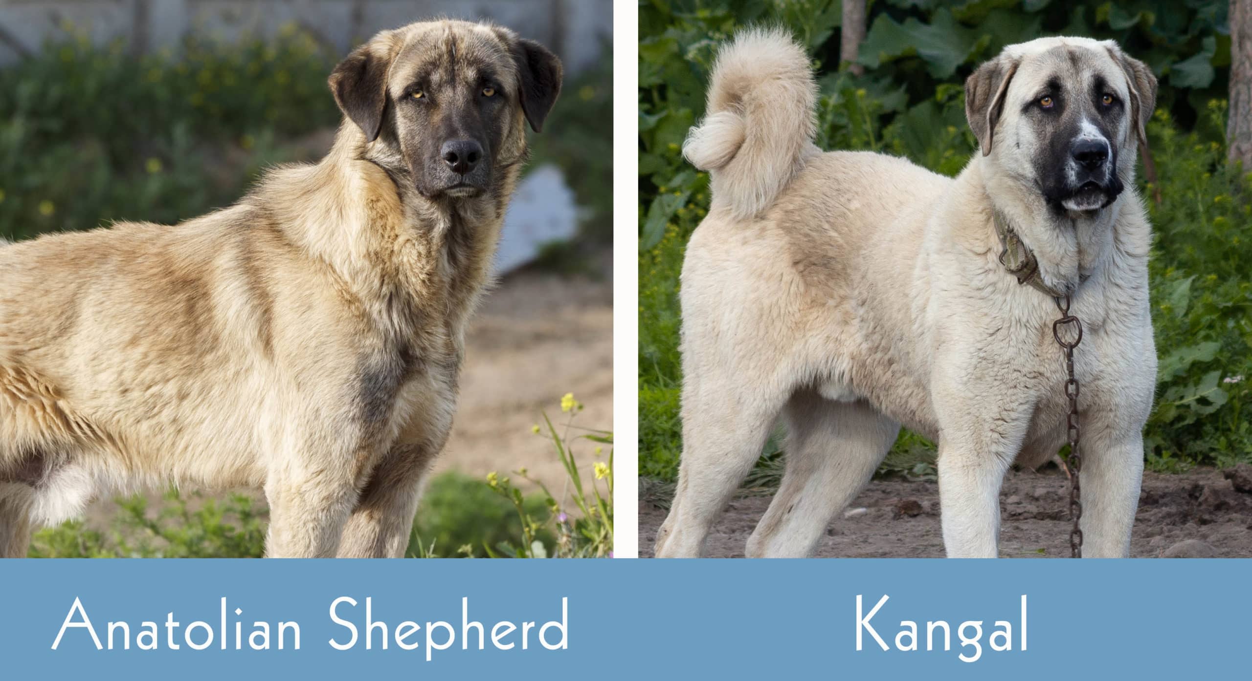 Anatolian Shepherd vs Kangal side by side