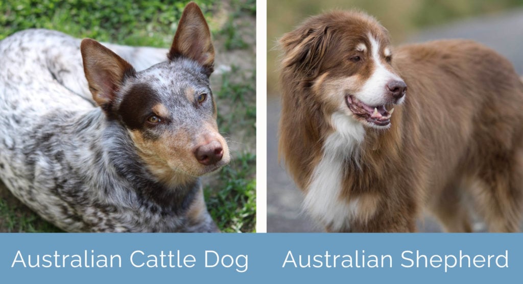 Australian Cattle Dog vs Australian Shepherd side by side