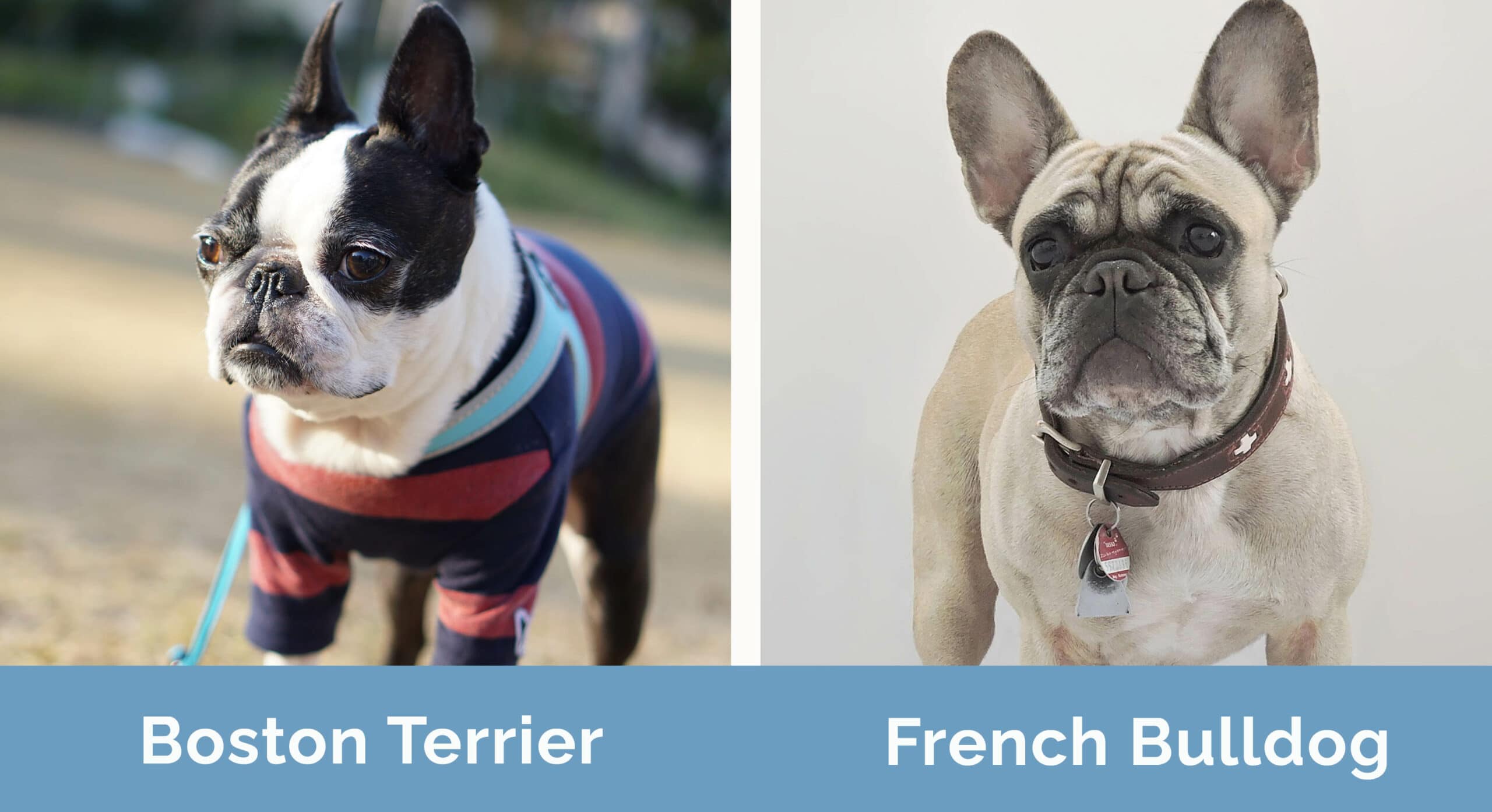 Boston Terrier vs French Bulldog side by side