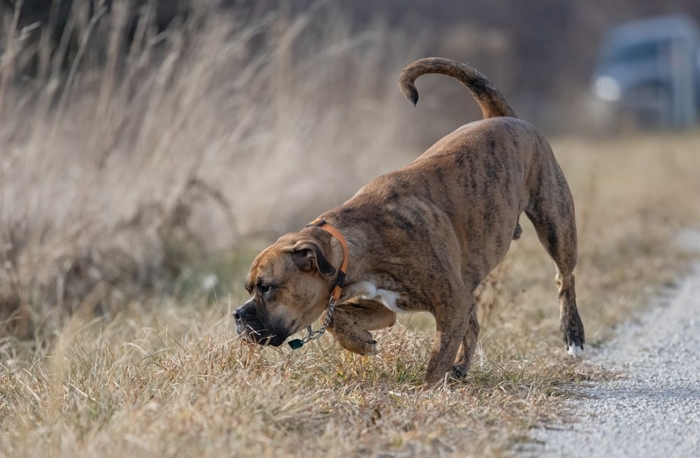 Brindle Boxer sniffing the grass