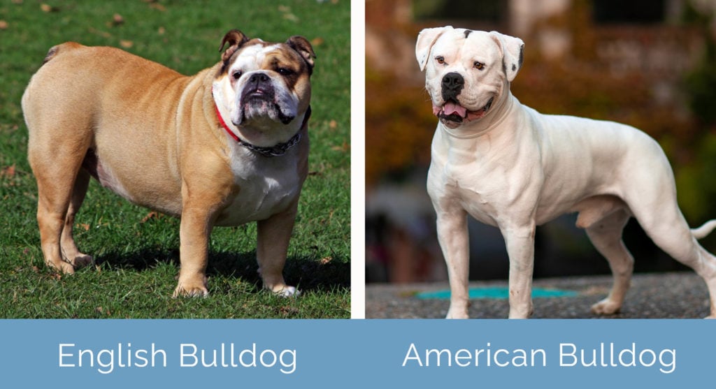 English Bulldog vs American Bulldog side by side