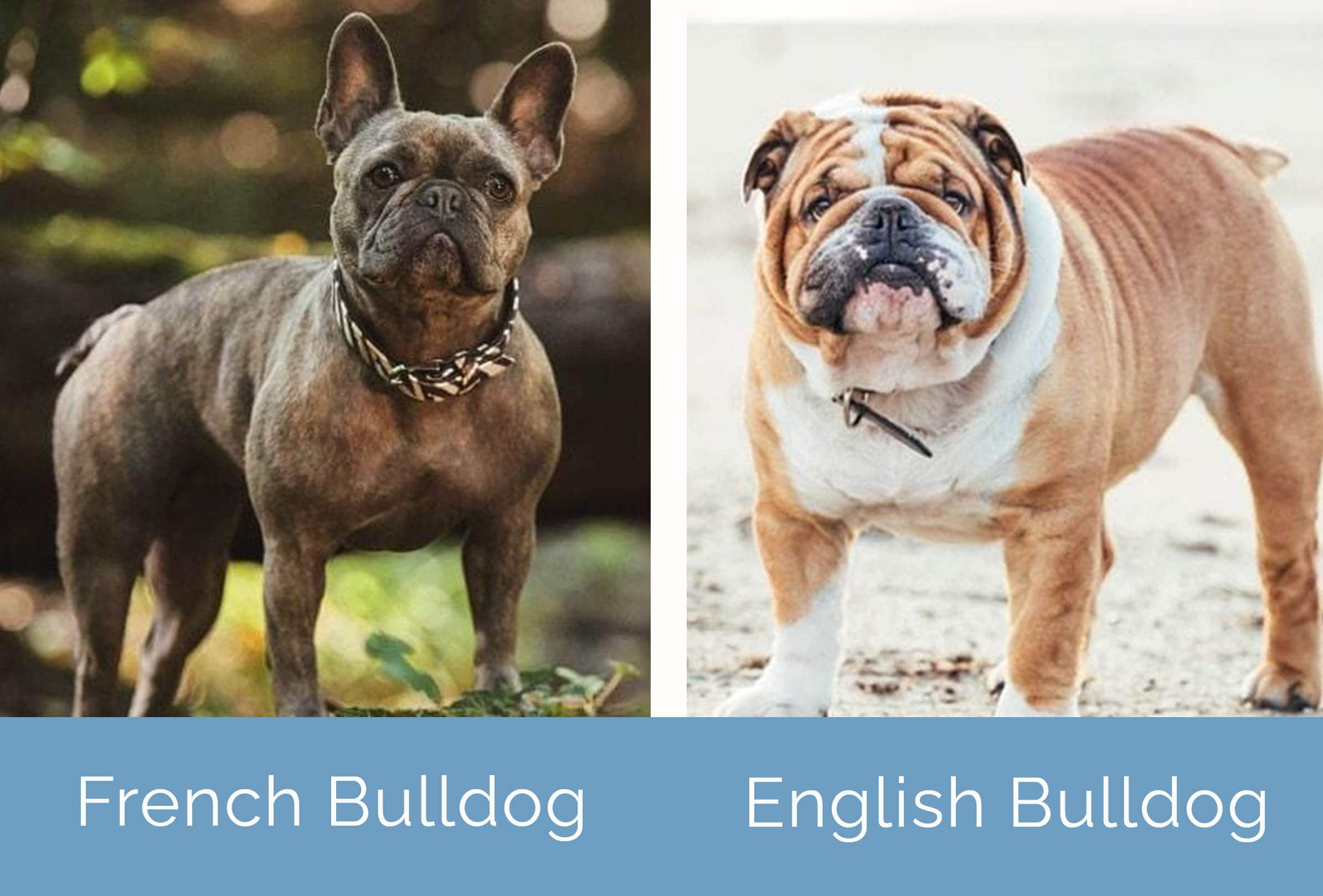 French Bulldog vs English Bulldog side by side