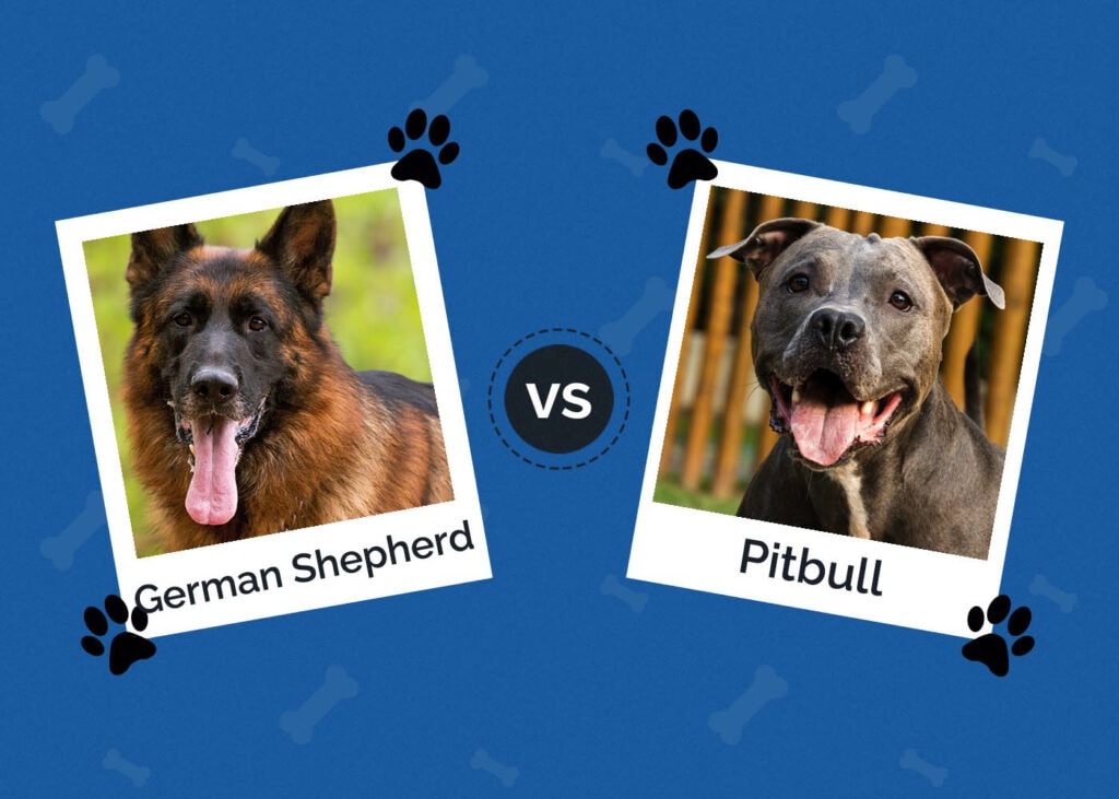 German Shepherd vs Pitbull