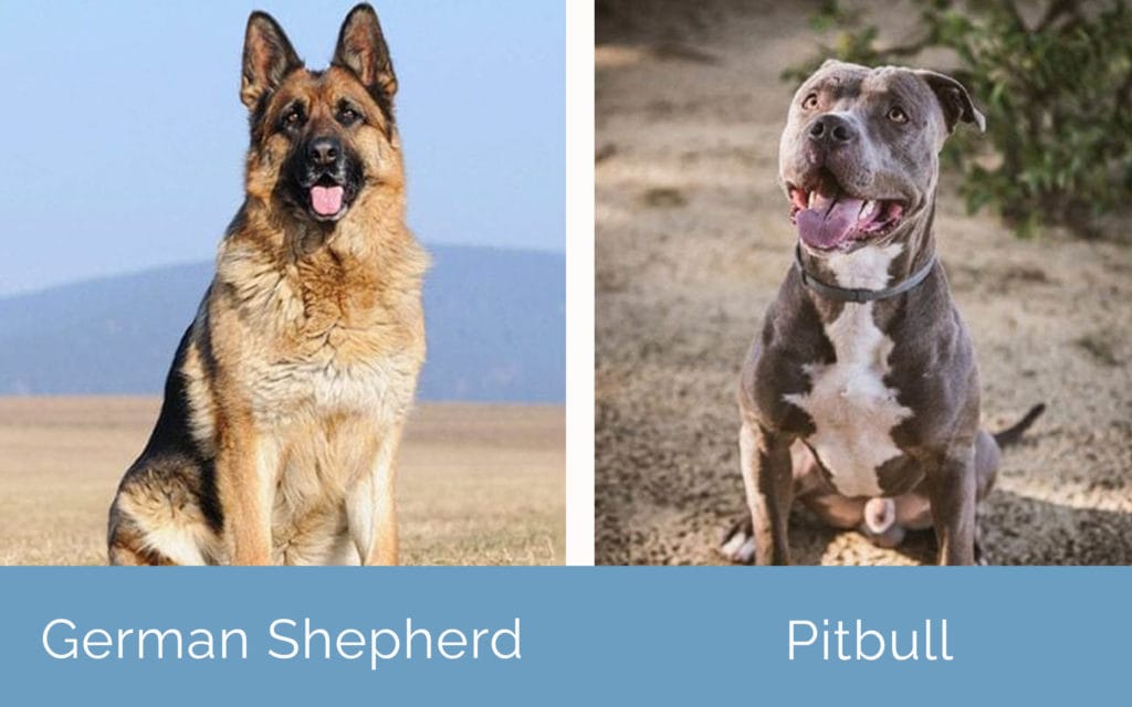German Shepherd vs Pitbull side by side