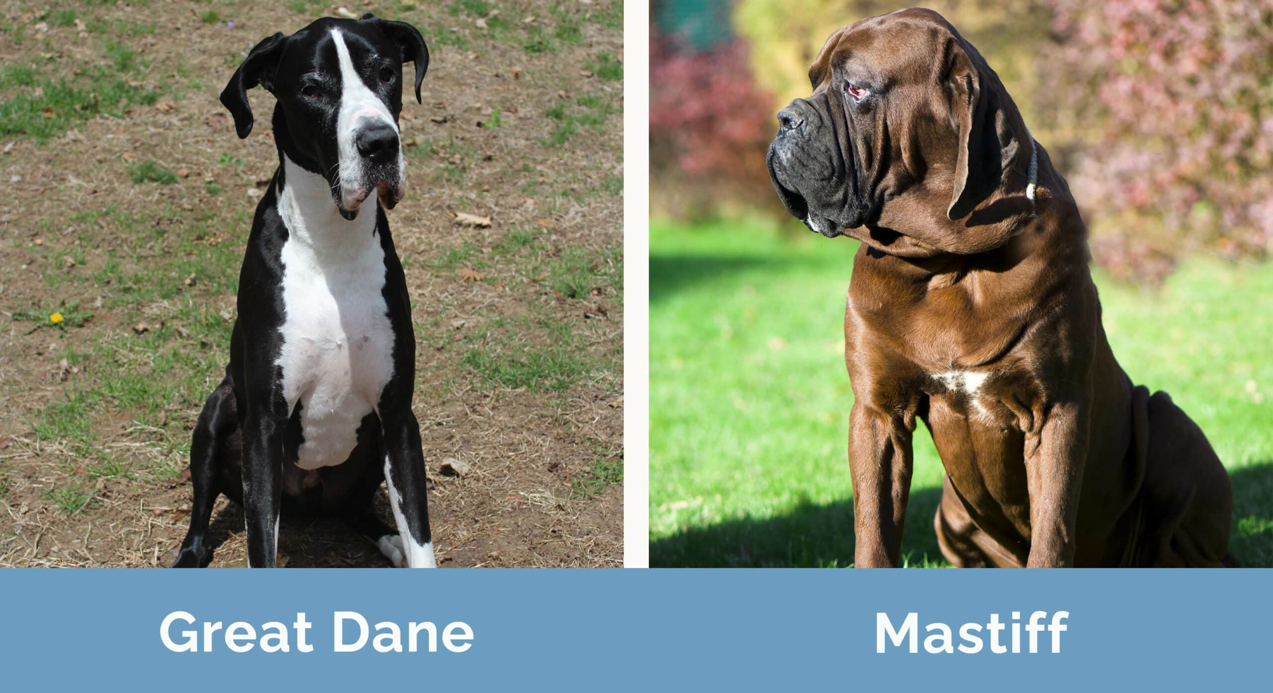 Great Dane vs Mastiff side by side
