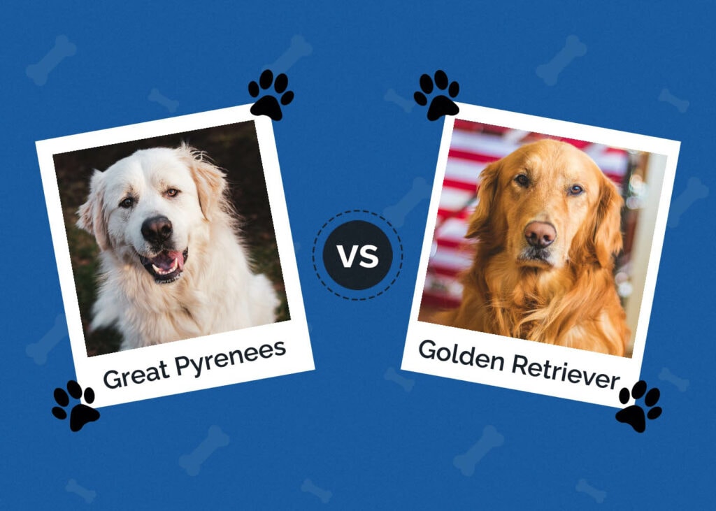 Great Pyrenees vs Golden Retriever