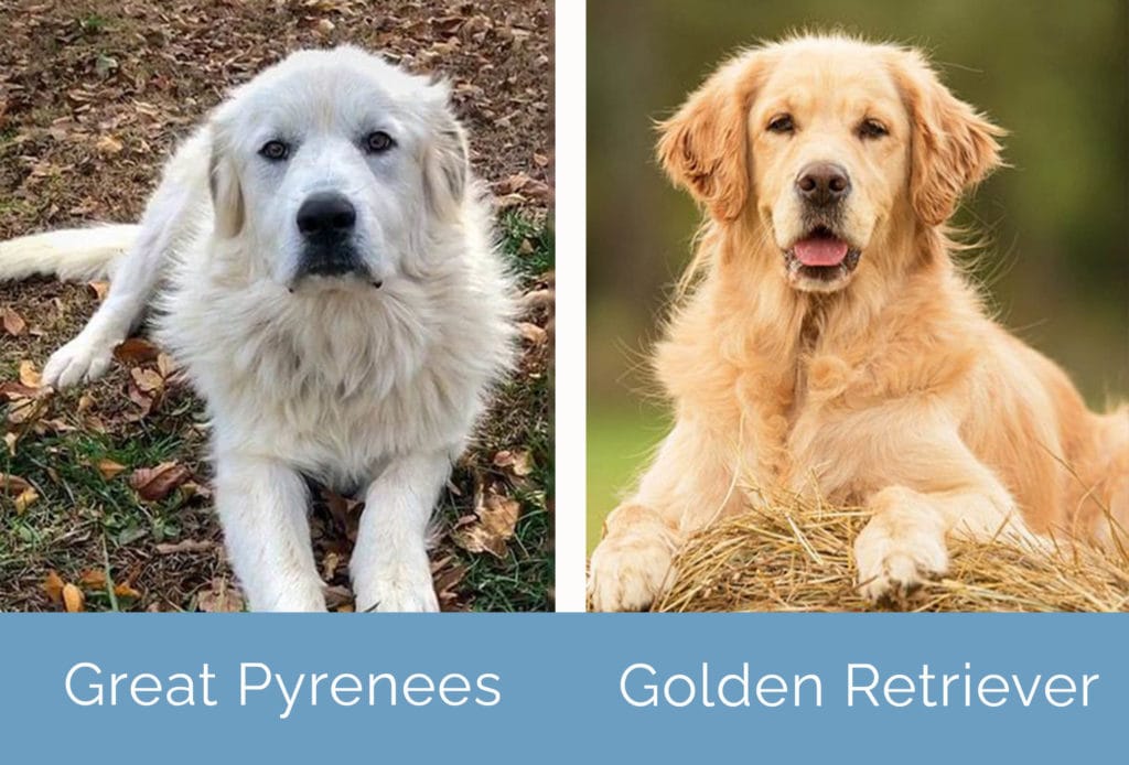 Great Pyrenees vs Golden Retriever side by side