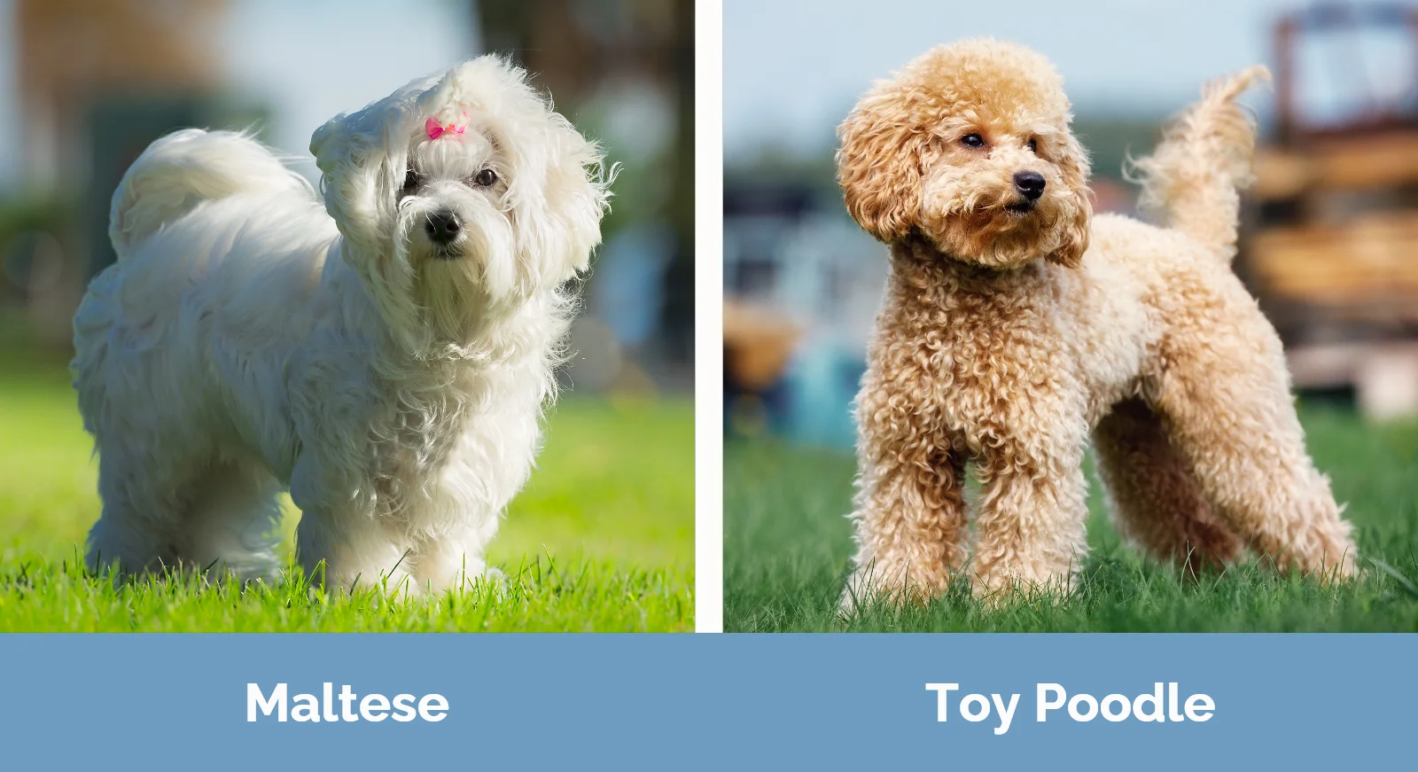 Maltese vs Toy Poodle - Visual Differences