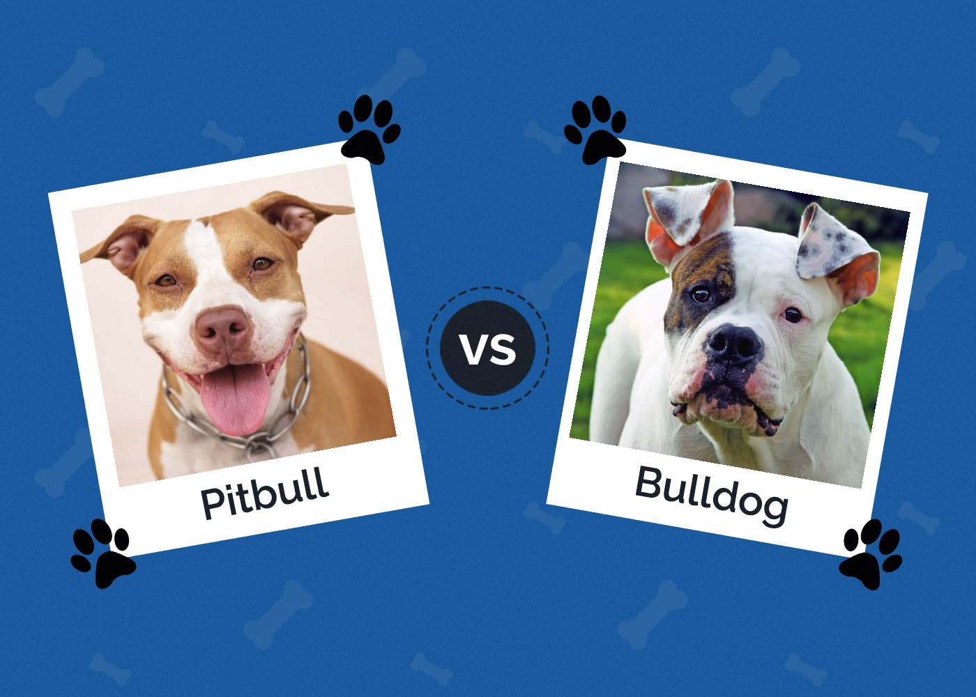 Pitbull vs Bulldog