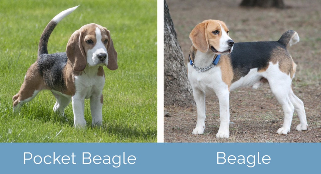 Pocket Beagle vs Beagle side by side