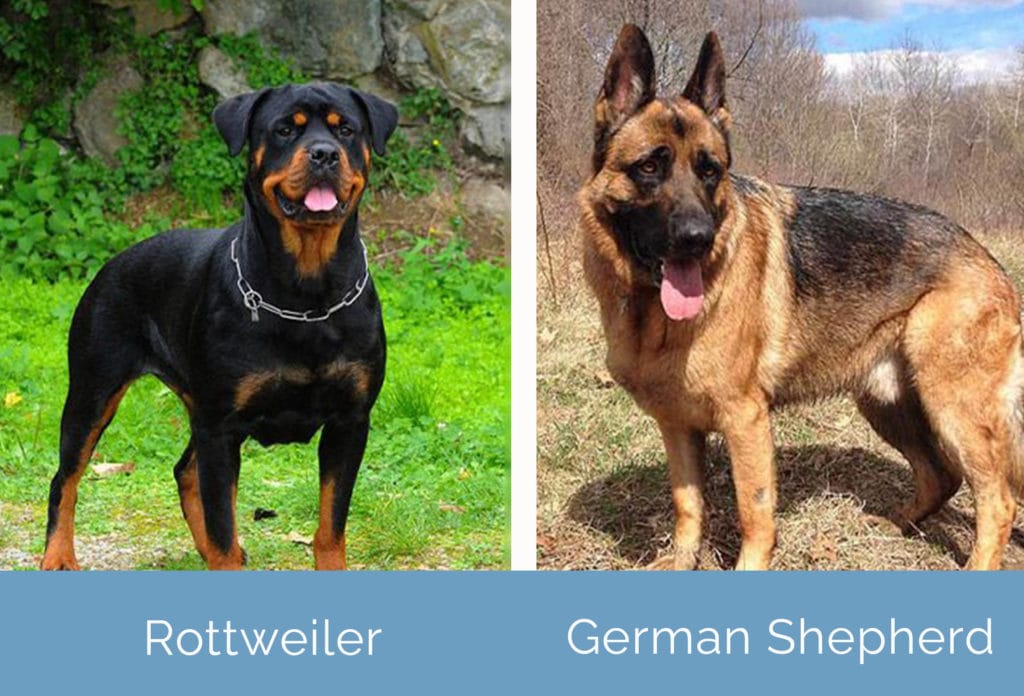 Rottweiler vs German Shepherd side by side