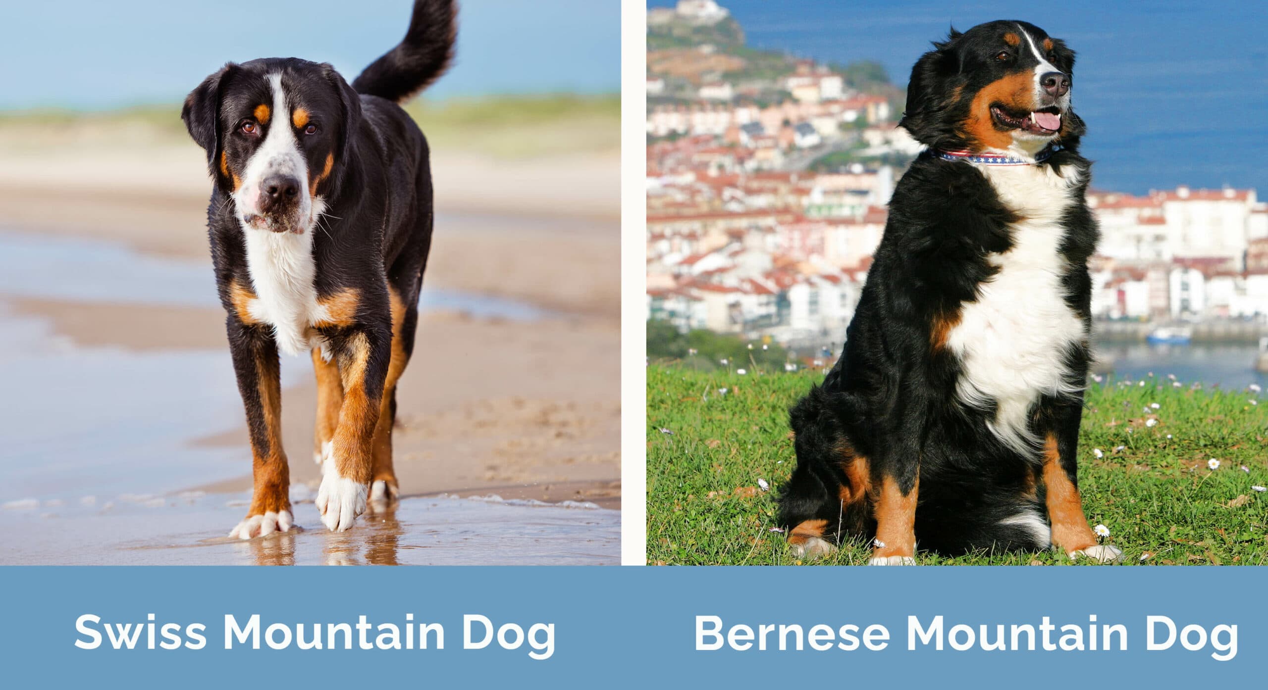 Swiss vs Bernese Mountain Dog side by side