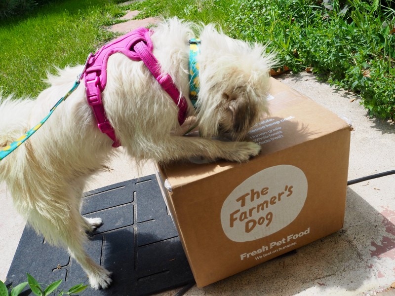 The Farmer's Dog fresh food box on front step with white dog