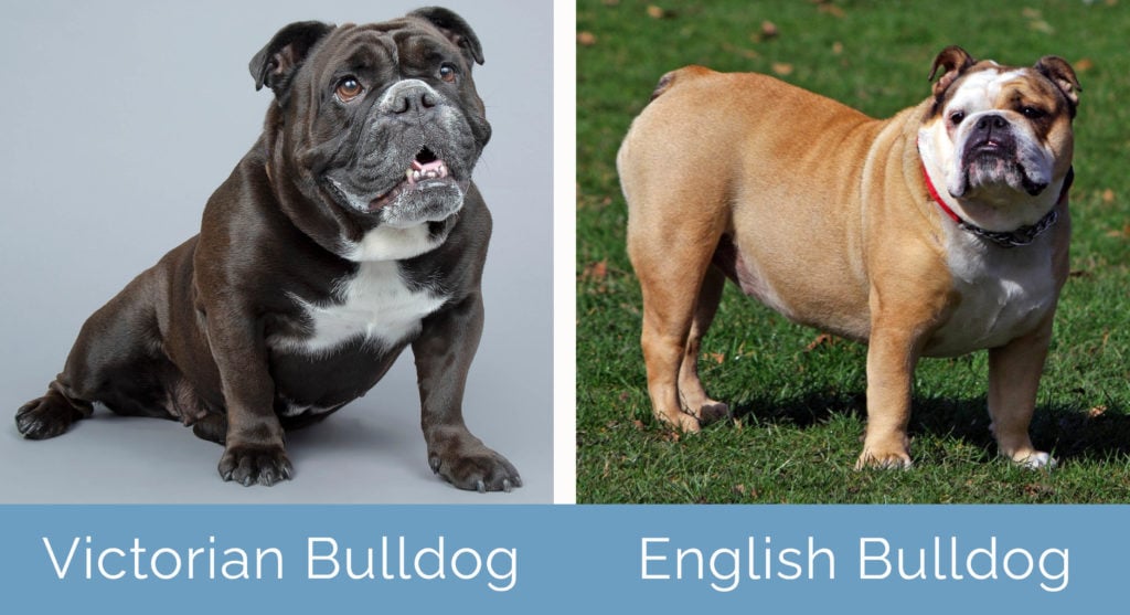 Victorian Bulldog vs English Bulldog side by side