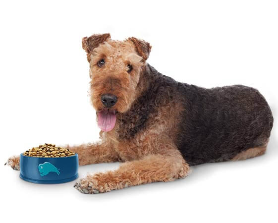 curly haired dog with bowl of Blue Buffalo food