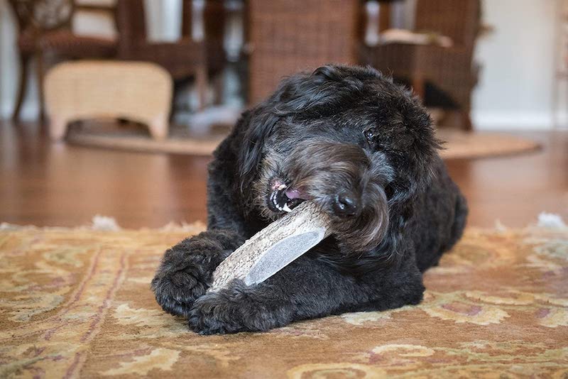 devil dog antler chew