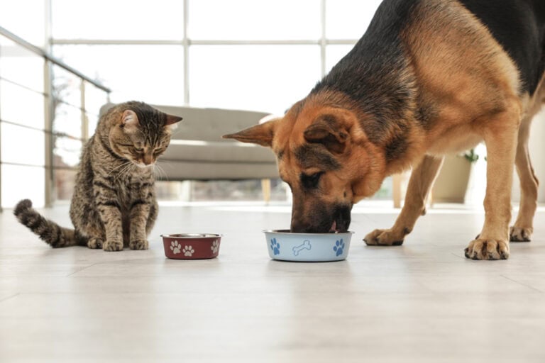 View of Cat Food vs. Dog Food: Main Differences Explained | Hepper Pet Resources