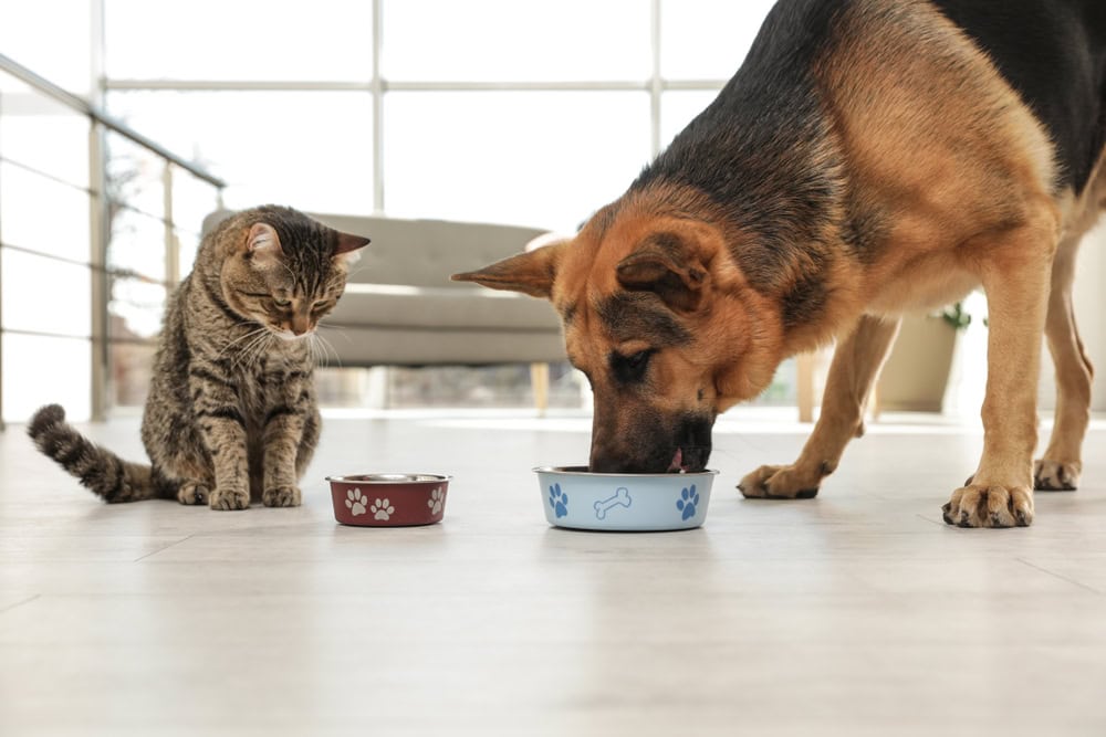 dog and cat eating at home