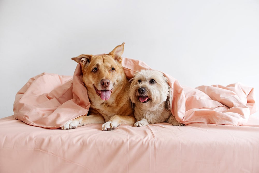 dogs under the comforter in bed